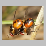 Gymnosoma sp - Raupenfliege 10.jpg